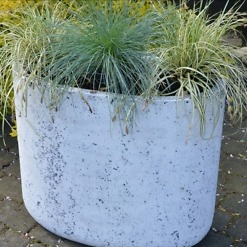 Valkoinen piharuukku korkeus 59 cm